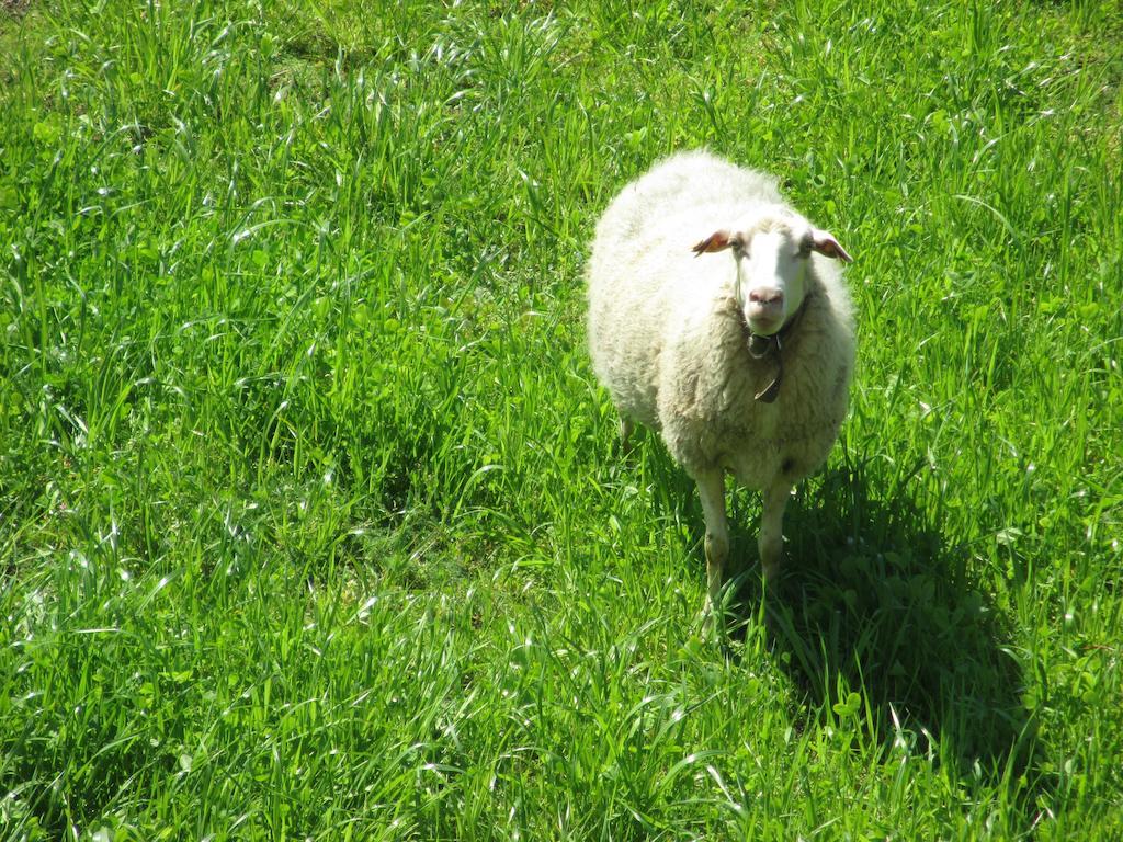Quinta Do Burgo - Nature Hotel Amares Zewnętrze zdjęcie